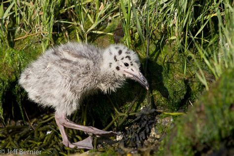 Great Black Backed Gull Chick Now The Chicks Are Mobile B Flickr