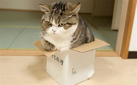 Cats In Boxes Fuzzfeed