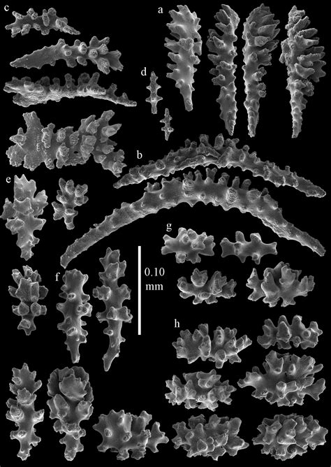 Melithaeidae Of Japan Octocorallia Alcyonacea Re Examined With