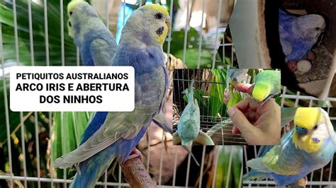 Cria O De Periquitos Australianos Arco Ris E Abertura Dos Ninhos