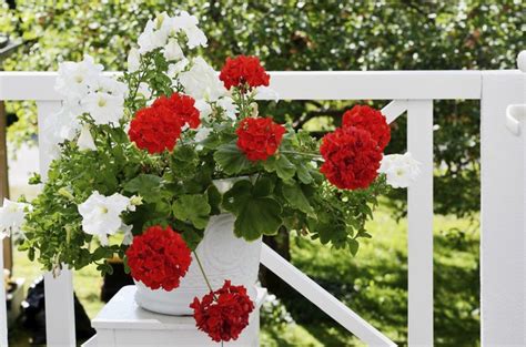 How To Care For Potted Geraniums Hunker