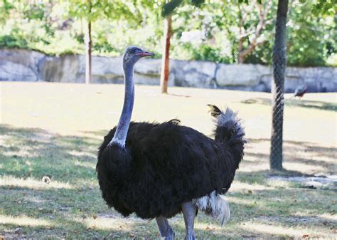 Ostrich Detroit Zoo