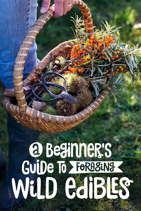 Wild Food Foraged From Surroundings As Close As Your Backyard Is The