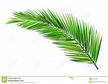 Coconut leaf stock vector. Illustration of plant, vector - 28722098
