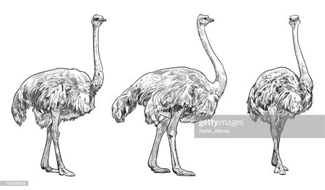 Vector Drawing Of Ostriches High Res Vector Graphic Getty Images
