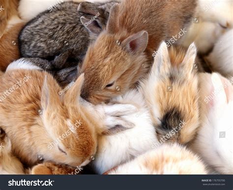 Group Of Beauty Cute Sweet Little Easter Bunny Rabbits