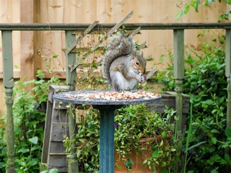 A Plump Grey Squirrel Eating A Peanut On A Bird Table Stock Photo