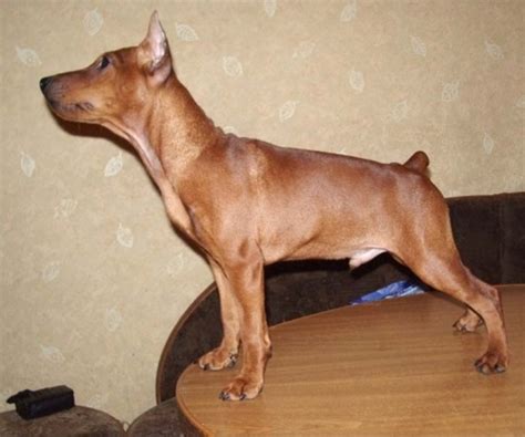 Chihuahua Dogs for Adoption in USA, Page 1 (10 per page ...