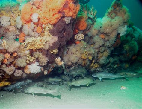 Die realistische körperform mit vielen details und das aufreizende schwimmverhalten sind wohl für die fangkraft verantwortlich. File:Atlantic cod under a shipwreck.jpg - Wikimedia Commons