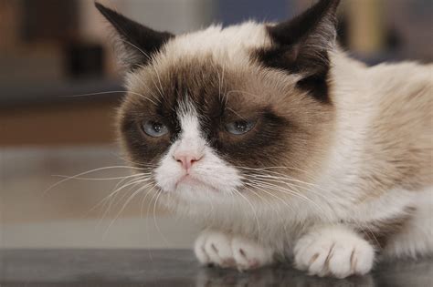 Grumpy Cat Owner Awarded Over 700000 In Lawsuit