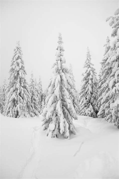 Everything Is Covered With Snow Snowy Trees In The Forest Chri Stock