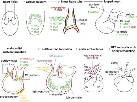 Principal Stages Of Cardiac Development And Notch Pathway Expression