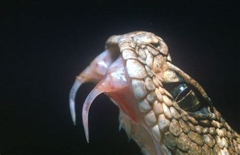 The Deadly Fangs Of A Viper Like A Game Of Snakes And Ladders