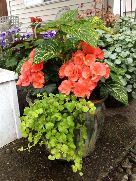 Creeping Jenny Begonias With Some Foliage Flower Pots Flower