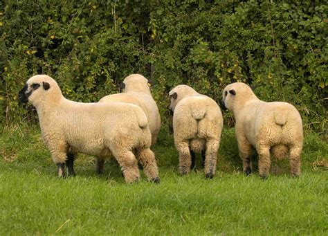 News On Summer Events and Sales - Hampshire Down Sheep Breeders Association