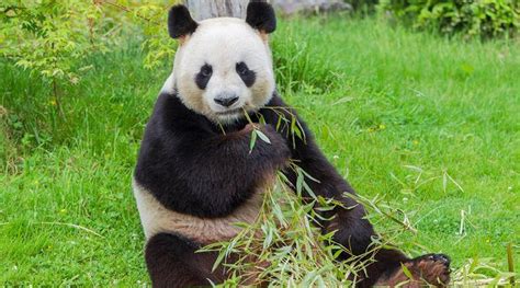 A Giant Panda Is Pregnant For The First Time At French Zoo And