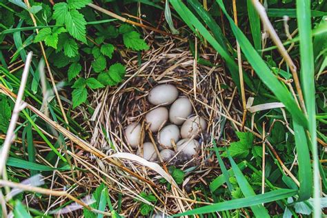 Duck Nesting Habits And 7 Tricks To Collect Clean Duck Eggs Easily