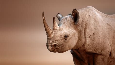 Rinoceronte Full Hd Fondo De Pantalla And Fondo De Escritorio