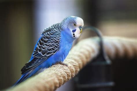 Parakeet Color Types Varieties And Types Parakeets Guide Omlet Us