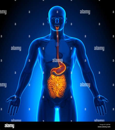 Male Guts Stomach Digestive Anatomy Xray View Stock Photo 80407278