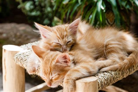 It contains a list of over 50 free cats and kittens complete with pictures and descriptions. Free Images : animal, cute, fur, young, kitten, sleeping ...