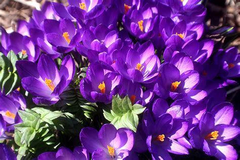 A Niagara Region Garden Spring Flowers