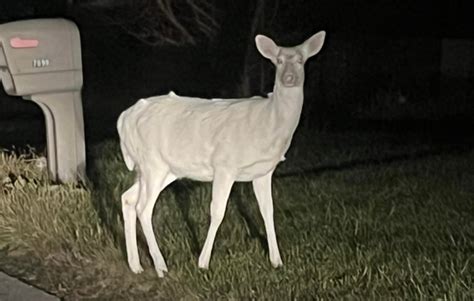 Rare Albino Deer Spotted In Irwin