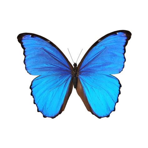 Certains vont aimer la symétrie des ailes de ce bel insecte et la grande complexité de leurs dessins, tandis que d'autres vont adorer remplir de couleurs les grandes zones de la. Sticker Papillon bleu Etiquette & Autocollant