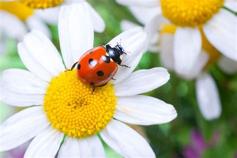 10 Unusual Plant Pollinators From The Animal Kingdom Worldatlas