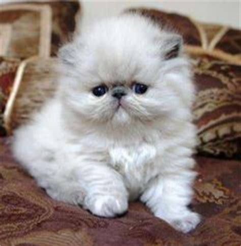 Blue baby and the kitten on 3rd photo are the boys. Ragdoll Kittens For Sale Pa