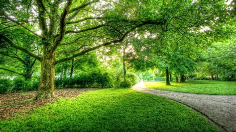 Green Trees Berlin Park High Resolution Wallpaper Nature And