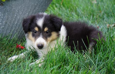 Akc Registered Lassie Collie For Sale Fredericksburg Oh Male Lee Ac