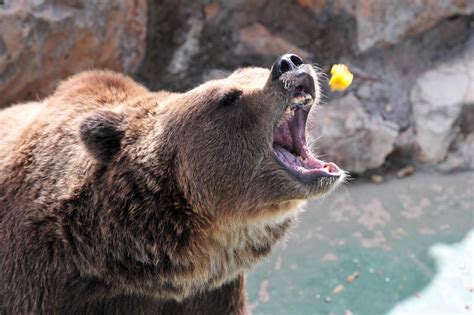 Juan Carrito Rare Italian Marsican Brown Bear Notorious For Breaking