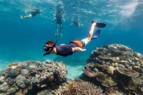 The Pros And Cons Of Snorkelling And Scuba Diving In Queensland Queensland