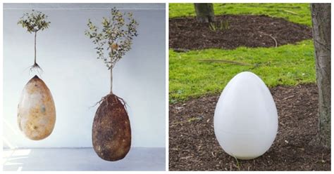This Amazing Biodegradable Burial Pod Will Turn Your Deceased Loved One Into A Tree