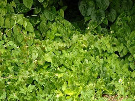 Fight invasive species at First Coast Air Potato Roundup Feb. 25