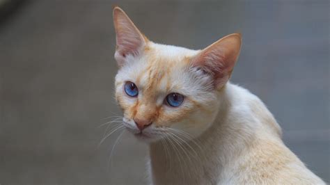 Siamese Cats Flame Point