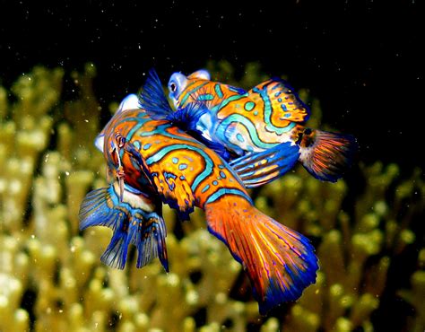 Download fish wallpaper background for your computer and mobile device. Top 3 Most Beautiful Fish - HD Animal Wallpapers