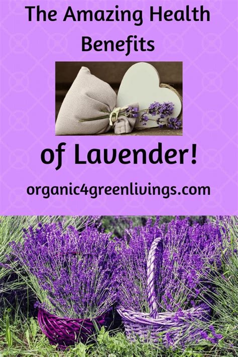 Health Benefits Lavender That Wonderfuf Herb