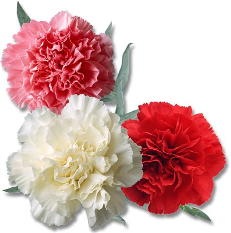 Theres around 300 species of carnations and come in many different colors. PNG카네이션=80