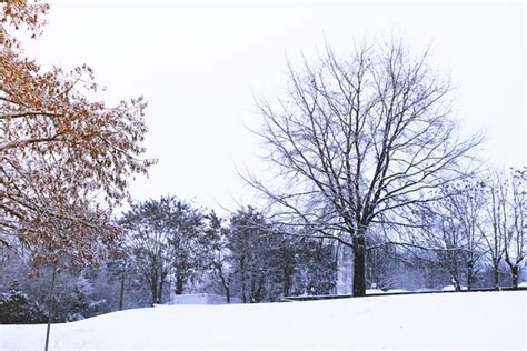 Tree Under Snow Free Stock Photos Rgbstock Free Stock Images