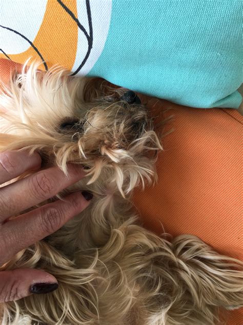 My 10 Year Old Female Yorkshire Terrier Has A Lump The Size Of A Large