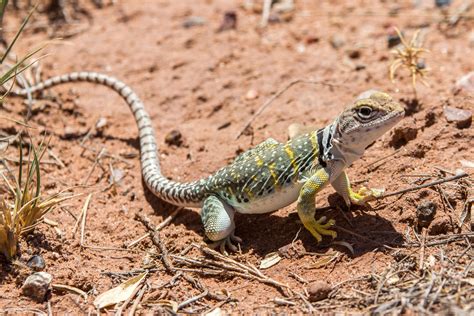 Eastern Collared Lizard In The Painted Desert Rarizona