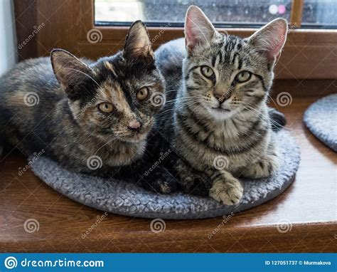Portrait Of Two Cats Lying On A Window Two Cute Kittens