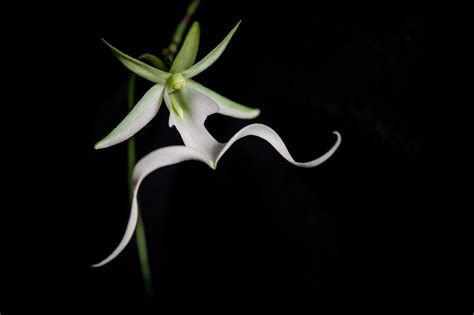 Maria And Aarons Rare Ghost Orchid • The Oberports