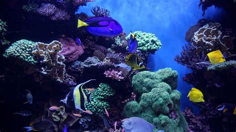 Download Wallpaper 3840x2160 Aquarium Fish Algae Reef 4k Uhd 169 Hd