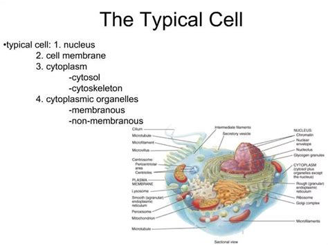 Ppt The Typical Cell Powerpoint Presentation Free Download Id957751
