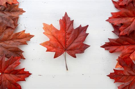 Leaf Canada Flag Canada Fan Art 39694805 Fanpop