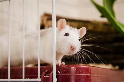 Rat Pet Rats Pets Wallpapers Why Mouse