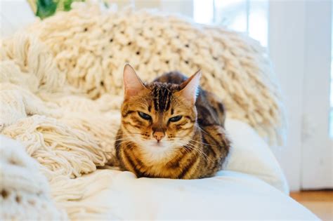 5 Signs Your Cat Hates You Catsdogs